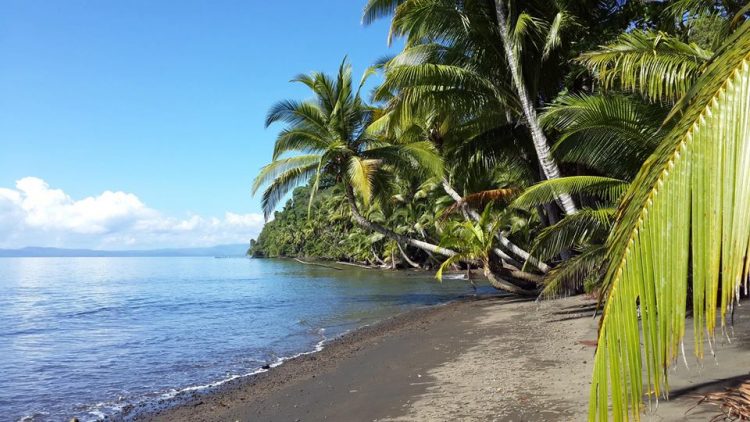 Botánika Osa Peninsula – Own Costa Rica Real Estate Near Some of Costa Rica’s Best Beaches